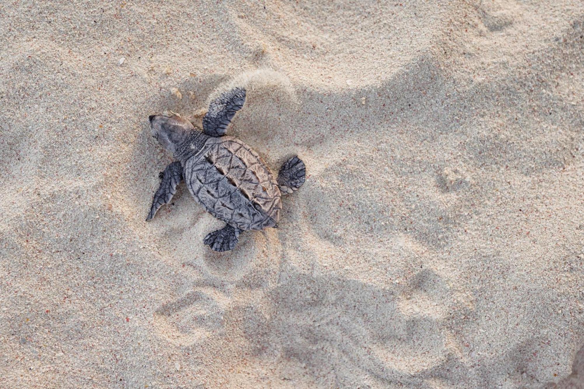 Sandals Barbados All Inclusive - Couples Only (Adults Only) Christ Church Luaran gambar